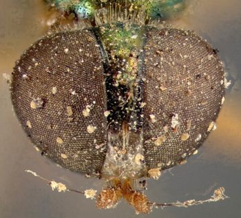 Media type: image;   Entomology 12540 Aspect: head frontal view